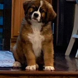 Companion Cross and Saint Bernard Puppies from Coleman Saint Bernards of Ohio