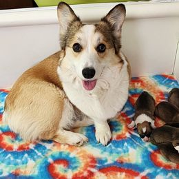 Pembroke Welsh Corgi Puppies from Corgis of Avalon