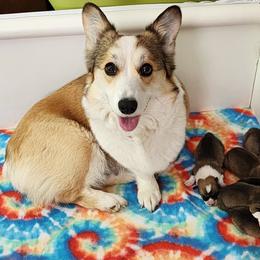 Pembroke Welsh Corgi Puppies from Corgis of Avalon