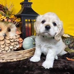 Pancake - Buff male Cocker Spaniel puppy in Greers Ferry, Arkansas from Lake Area Cuddly Cockers