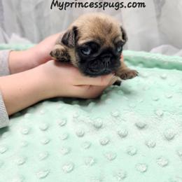 Cookie boy - Fawn male Pug puppy in Kodak, Tennessee from My Princess Pugs