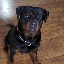 Asta - Rottweiler