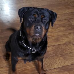 Asta - Rottweiler
