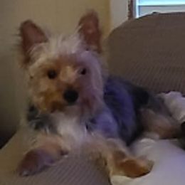 Yorkshire Terriers from Rose Yorkies