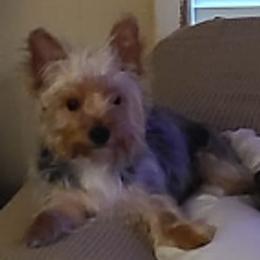 Yorkshire Terriers from Rose Yorkies
