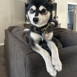 Zena - Alaskan Klee Kai