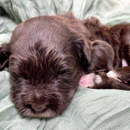 Hank - Brown and white male Portuguese Water Dog puppy in Asheville, North Carolina from Top Notch Portuguese Water Dogs