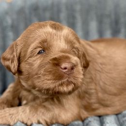 Vega - Apricot female Australian Labradoodle puppy in Phoenix, Arizona from Luxe Labradoodles