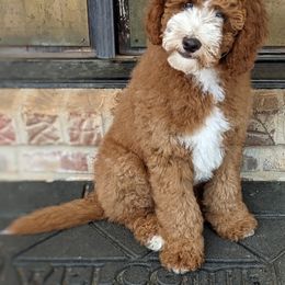 Goldendoodle and Poodle Puppies from Gorgeous Goldendoodles