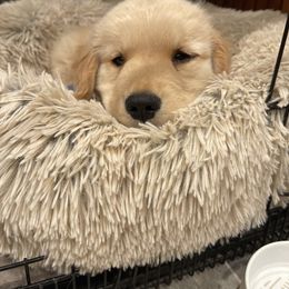 Golden Retriever Puppies from Manor House Goldens