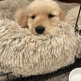 Golden Retriever Puppies from Manor House Goldens