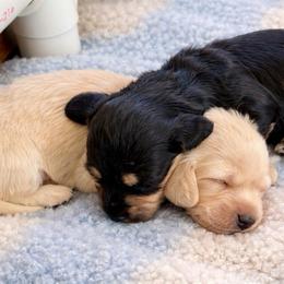 Lightning - Cream male Dachshund puppy in High Hill, Missouri from High Hill Hounds