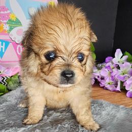 Pepper's Long Shot - Archer - Blue merle male Pomeranian puppy in Plant City, Florida from Pepper's Pomeranians