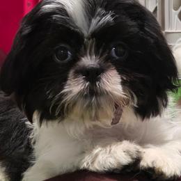Girl Two purple collar - Black and white female Shih Tzu puppy in New Bern, North Carolina from Kuddly Creatures