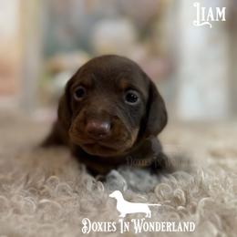Liam - Chocolate and tan male Dachshund puppy in Rainier, Oregon from Doxies in Wonderland