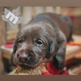 Grey Male - Chocolate male Labrador Retriever puppy in Carrollton, Virginia from Southern Heritage Retrievers