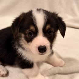 Pembroke Welsh Corgi Puppies from Pordr Corgis