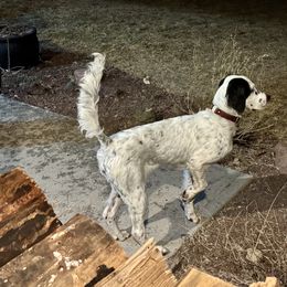 English Setter Puppies from Steens Mountain Setters
