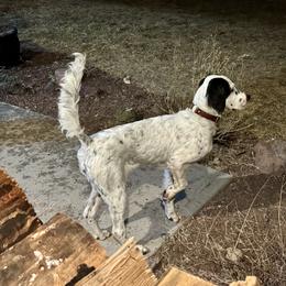 English Setter Puppies from Steens Mountain Setters