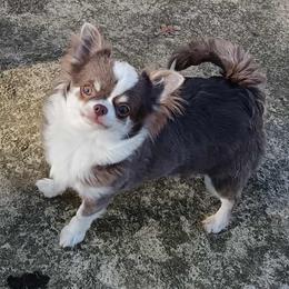 Estrella - Chihuahua