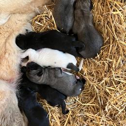 Boy 3 - Biscuit and white male Anatolian Shepherd Dog puppy in Fort Collins, Colorado from Wanyama Ranch Anatolians