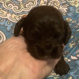 Hershey - Brown male Cocker Spaniel puppy in Sautee Nacoochee, Georgia from Candy's Cockers