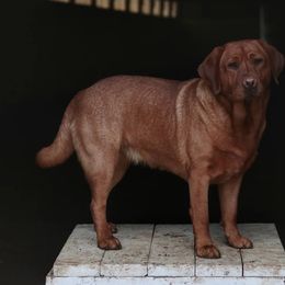 Cora - Labrador Retriever