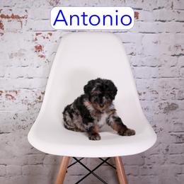 Antonio - male Aussiedoodle puppy in Calhoun, Georgia from Happy Top Doodles