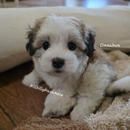 Simona - White female Havanese puppy in Batesville, Arkansas from Hillbilly Havanese