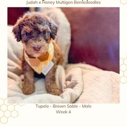 Tupelo - Sable male Bernedoodle puppy in Marietta, Georgia from Reece + Co Doodles & Poodles