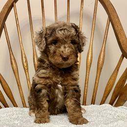 Boy 1 - Brown merle male Aussiedoodle puppy in Crawford, Mississippi from Magnolia State Poodles and Doodles