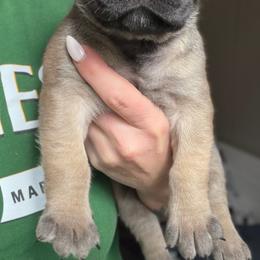 Dusty (Blue Collar) - Reddish brown male Boerboel puppy in Manitowoc, Wisconsin from Mae Boerboel