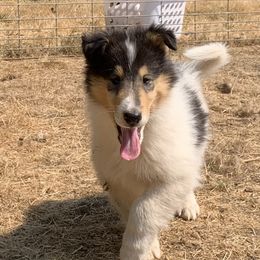 Draco - White Collie puppy in Silverton, Oregon from Meissa Collies