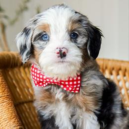 Boone - Blue merle male Bernedoodle puppy in Hartwell, Georgia from BellaDoodles
