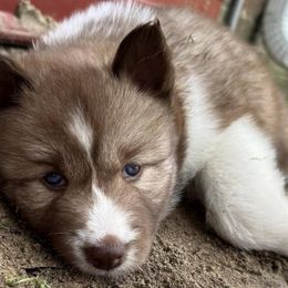 Siberian Huskies from Jones Siberian Huskies