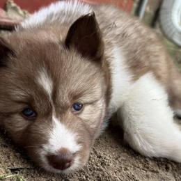 Siberian Huskies from Jones Siberian Huskies