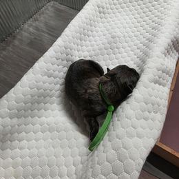 Miss Green - Red brindle female Cairn Terrier puppy in Savannah, Missouri from WoodSchott Cairn Terriers