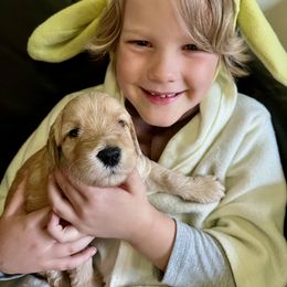 Goldendoodle Puppies from Lykeable Farms