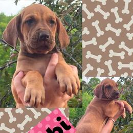 BAMBI - Fawn female Great Dane puppy in Wellsville, New York from Prophecy Danes