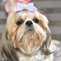 Hanti - Shih Tzu