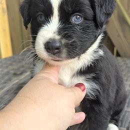 Atlantic - Black tri-color male Australian Shepherd puppy in Pekin, Illinois from Rockin' Aussies