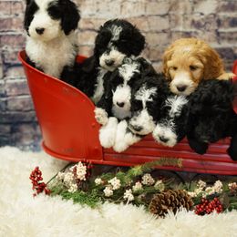 Goldendoodle and Sheepadoodle Puppies from The Farms Precious Doodles