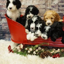 Goldendoodle and Sheepadoodle Puppies from The Farms Precious Doodles