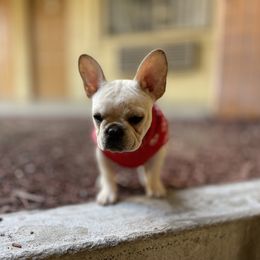 French Bulldog and Labrador Retriever Puppies from Desiree Ortiz's French Bull Dogs and Labrador Retrievers