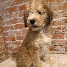 Scooter - Red male Bernedoodle puppy in Ogden, Utah from Stanger Farms