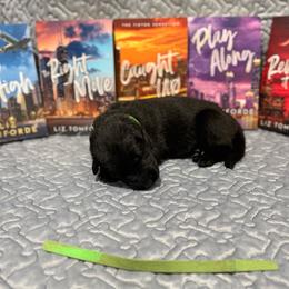 Kennedy - Black female German Shepherd puppy in Pennock, Minnesota from Shakopee Creek German Shepherds