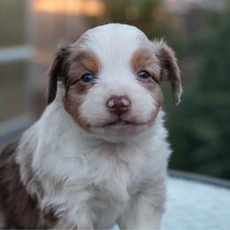 Charley- Red Merle- Male - Red merle male Miniature Australian Shepherd puppy in Chino Valley, Arizona from Perkins Mini/Toy Aussies