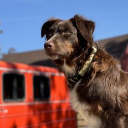 Charlie - Australian Shepherd