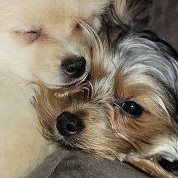 Yorkshire Terriers from Precious Paws of Michigan