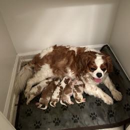Cavalier King Charles Spaniel Puppies from Cane Creek Cavaliers